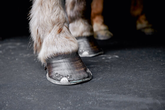 Böckmann Mehrwerte Pferdeanhänger Traveller - Sicherer Stand