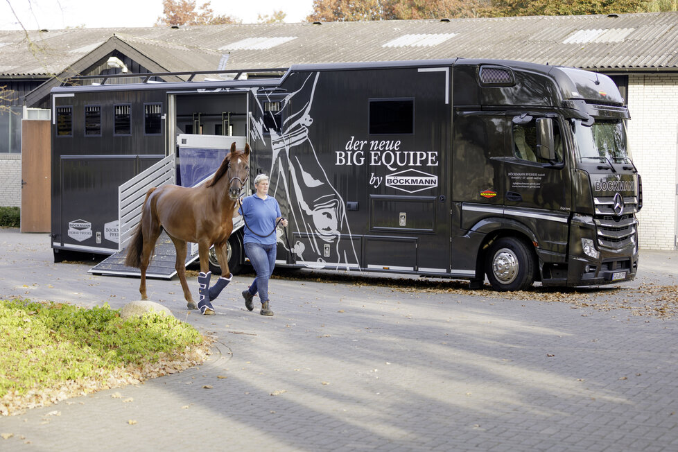 Zuchtpferd beim Abladen vom Böckmann Equipe